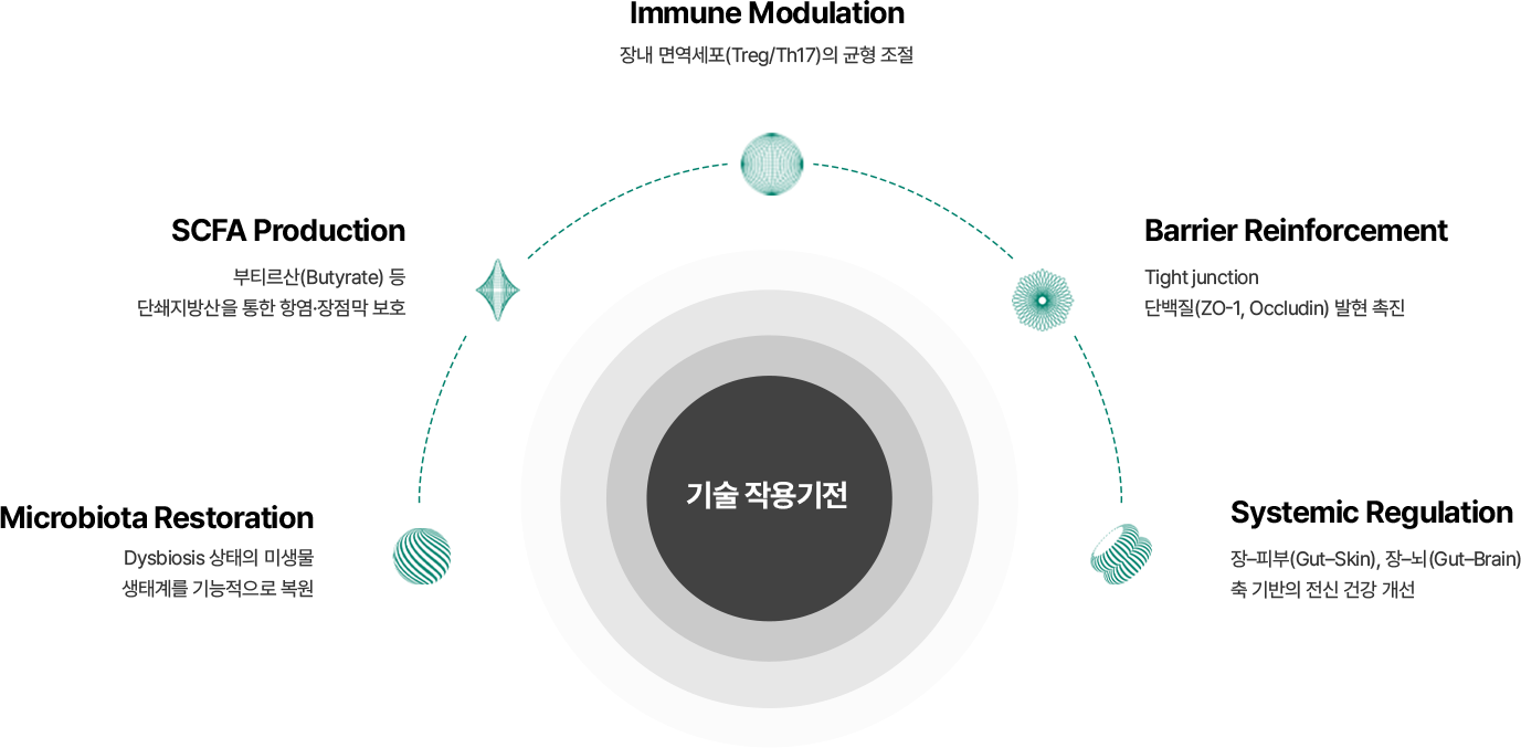 기술 작용기전 — Microbiota Restoration, SCFA Production, Immune Modulation, Barrier Reinforcement, Systemic Regulation